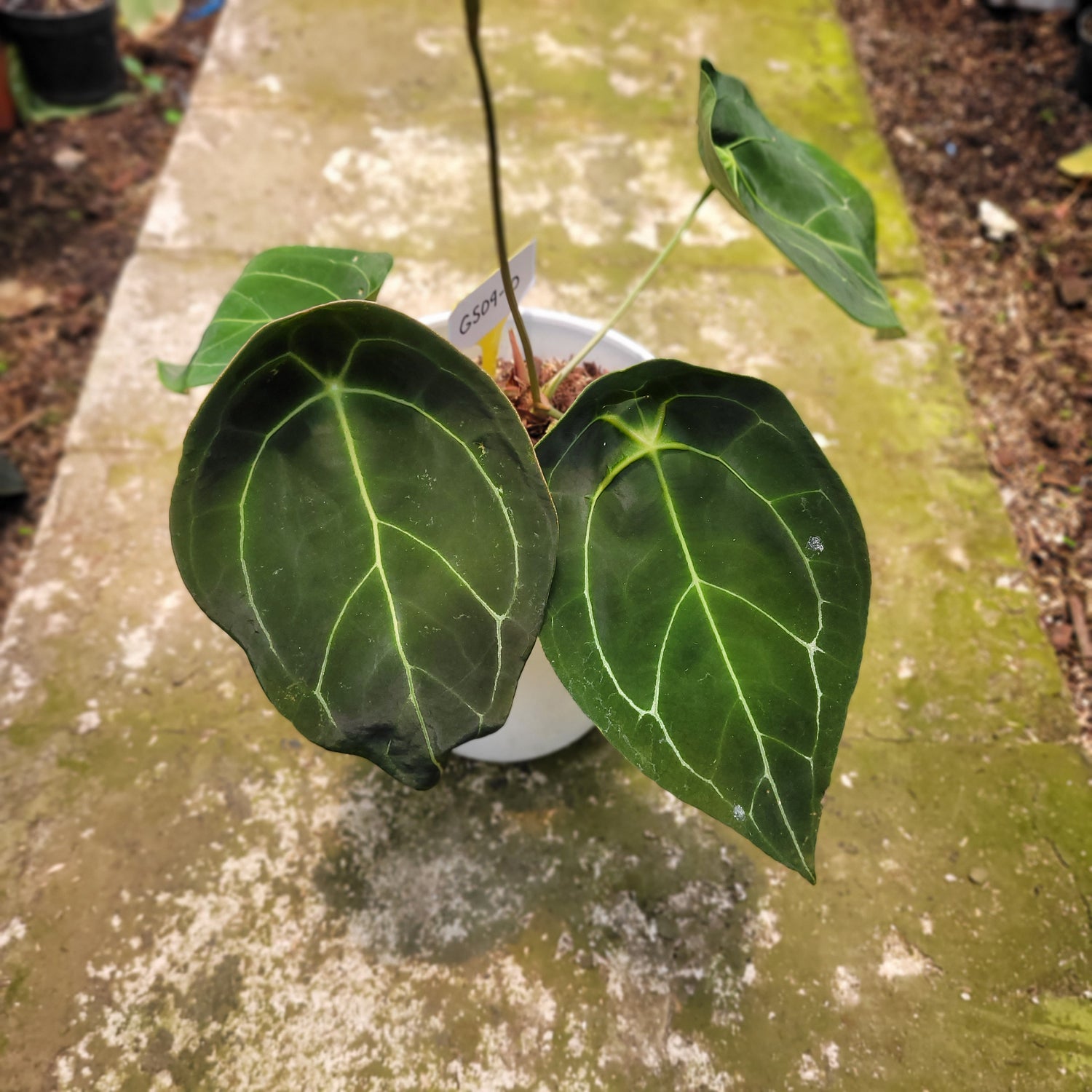 RP004-10 Anthurium Forgetii Giant