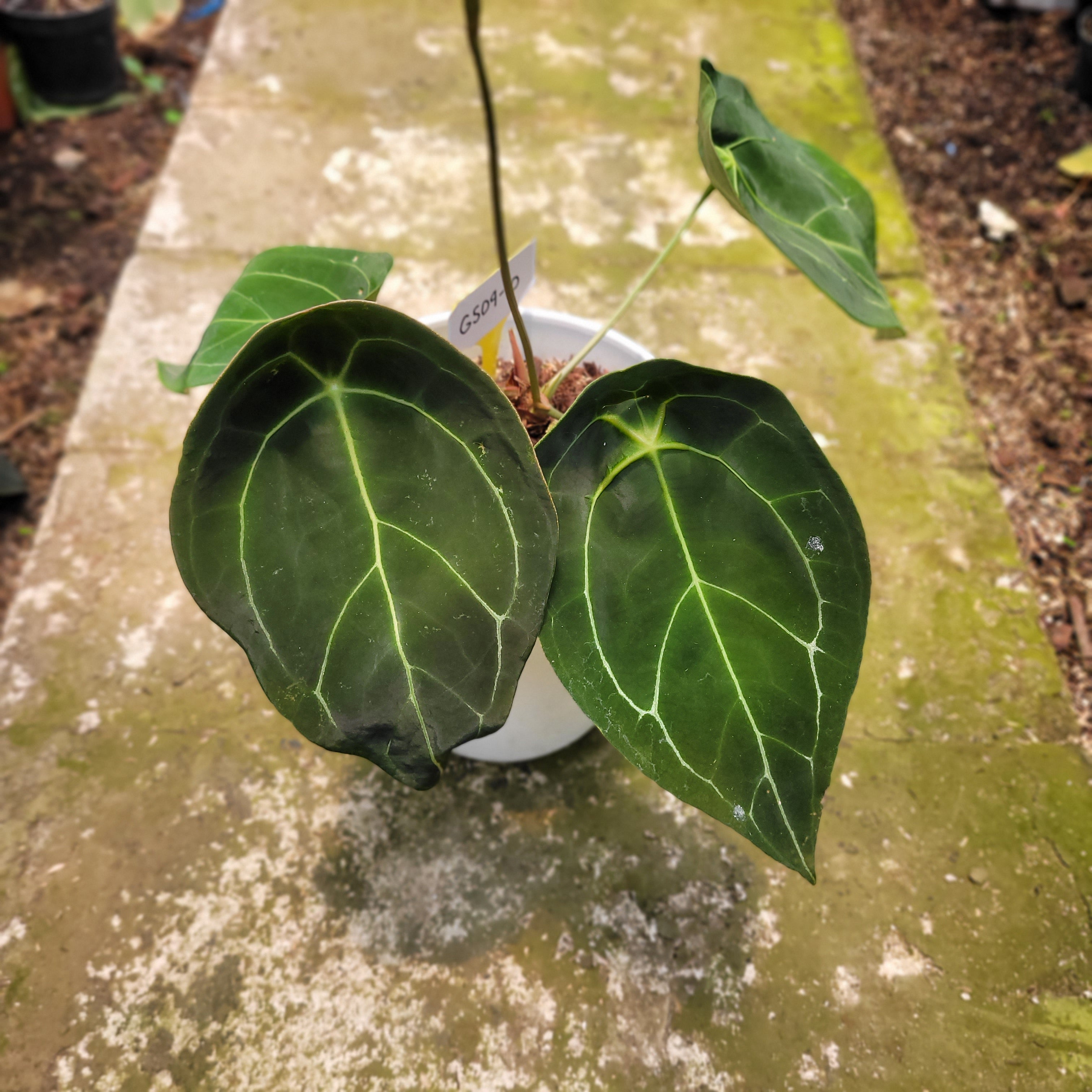 RP004-10 Anthurium Forgetii Giant