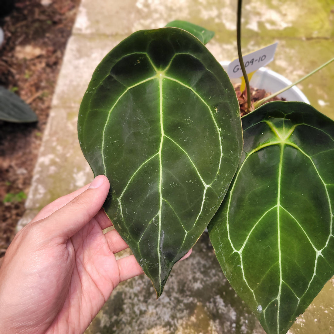 RP004-10 Anthurium Forgetii Giant