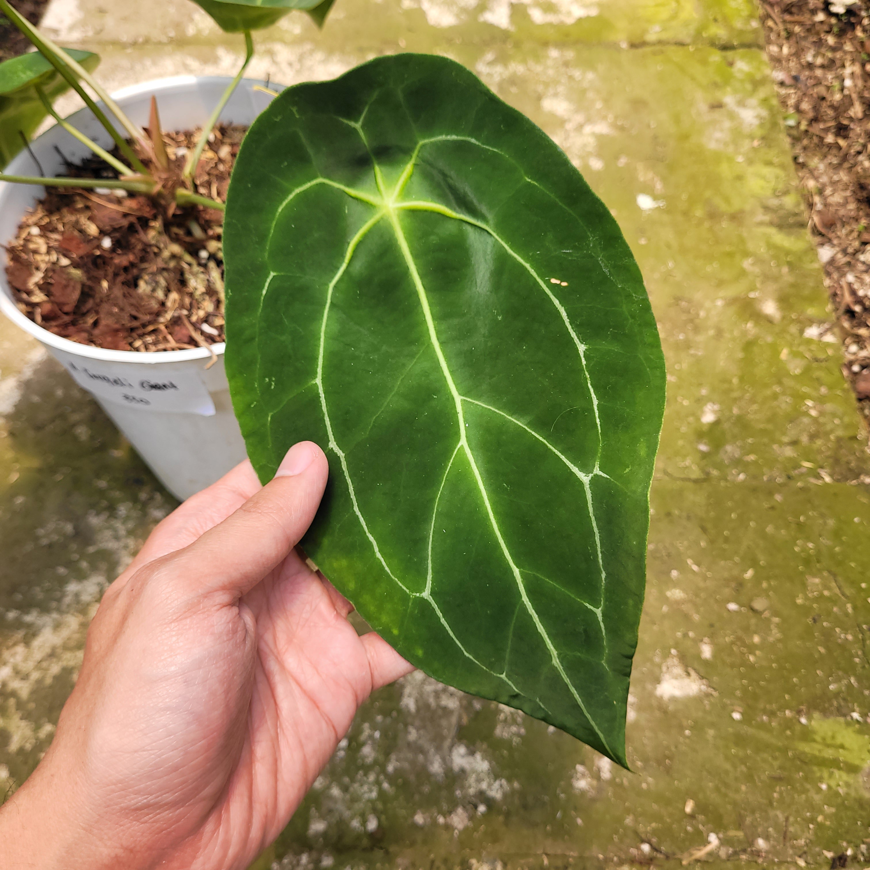 RP004-10 Anthurium Forgetii Giant