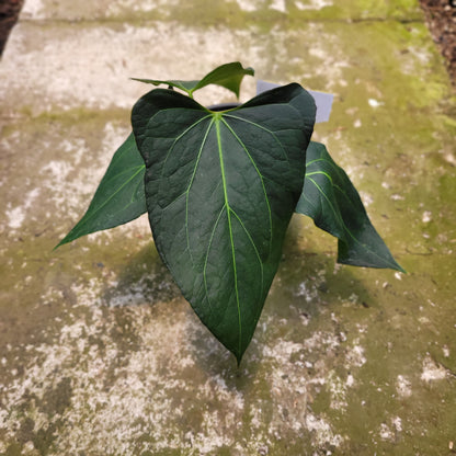Anthurium Papillilaminum x Portilae