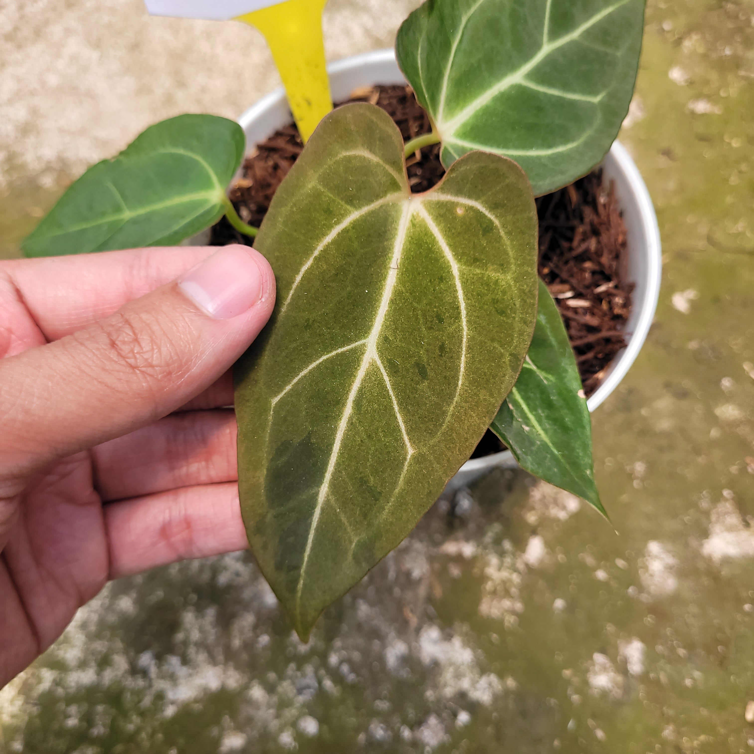 RP009-10 Anthurium Papilaminum Variegated Mint