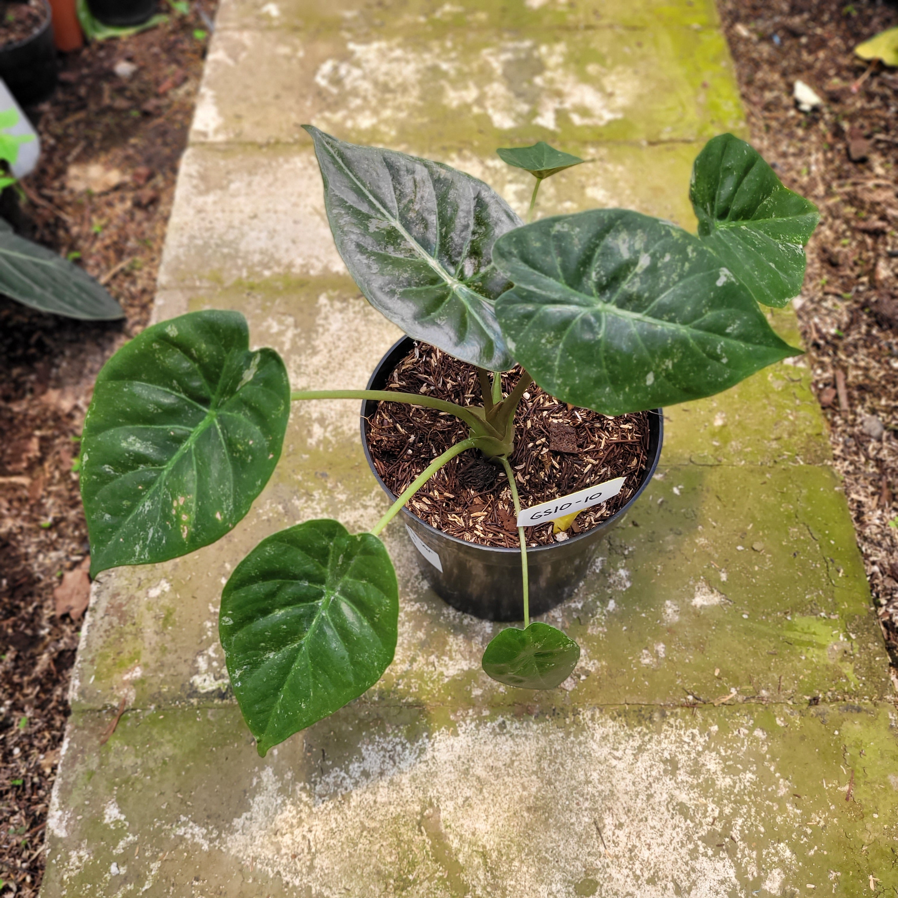 RP010-10 Alocasia Wentii Variegated