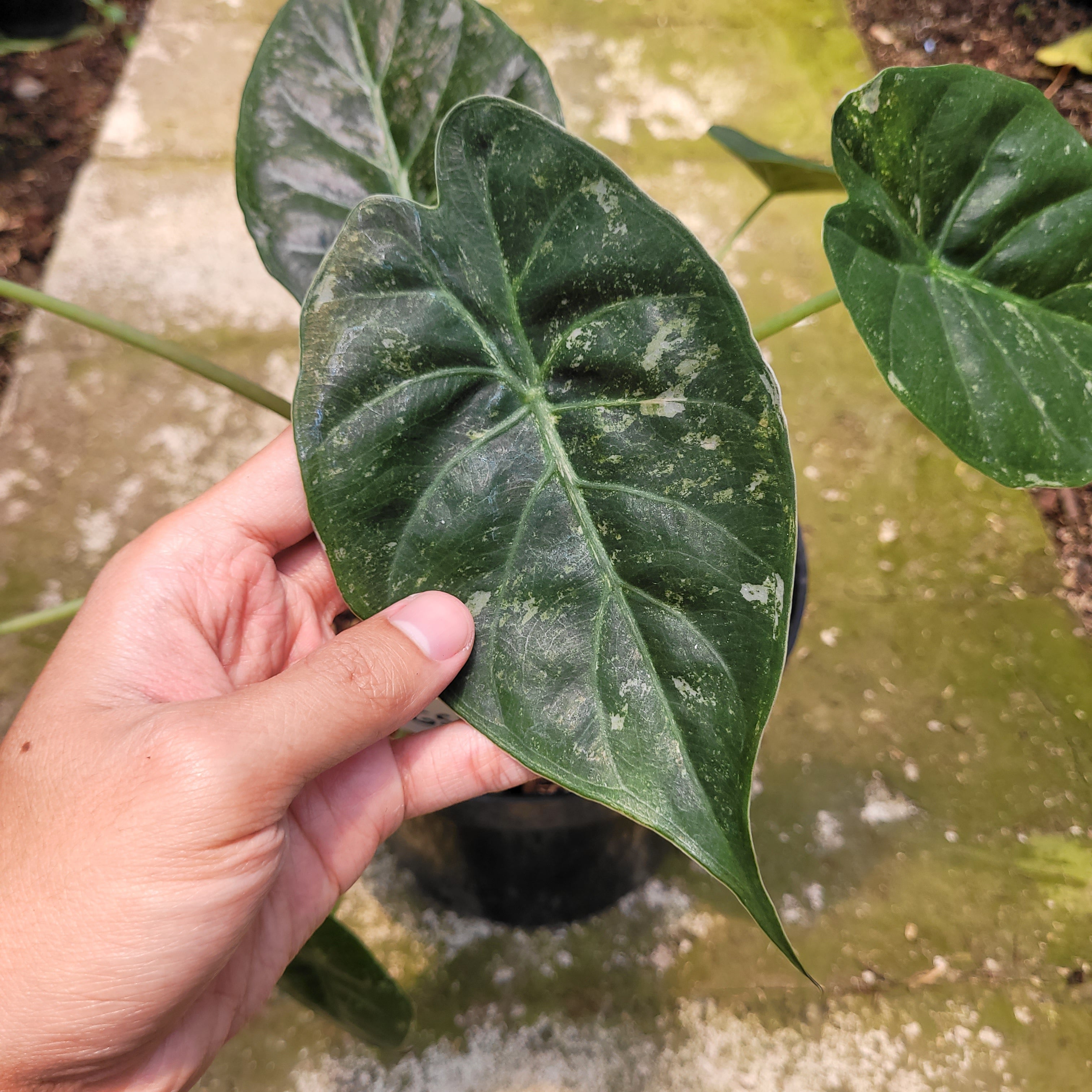 RP010-10 Alocasia Wentii Variegated