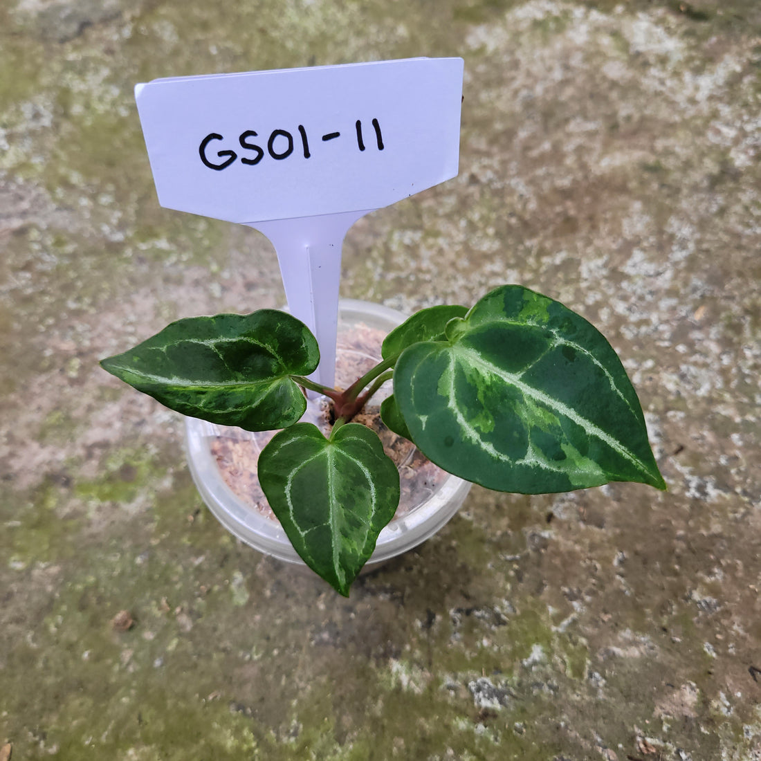 RP001-11 Anthurium Forgetii x Papillilaminum Mutation