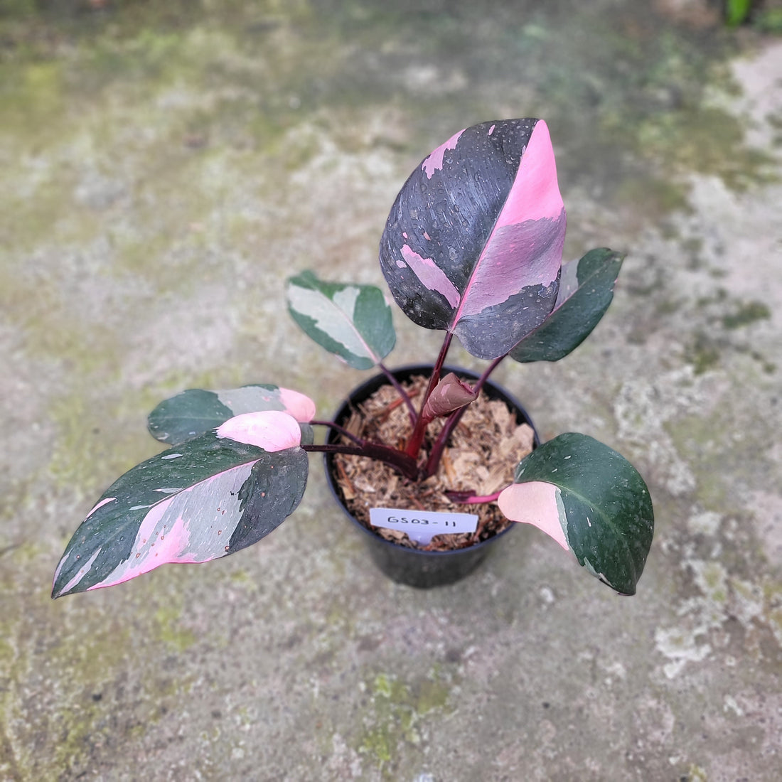 RP003-11 Philodendron Pink Princess