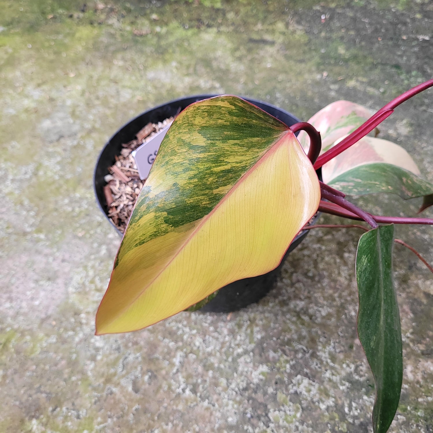 Philodendron Strawberry Shake