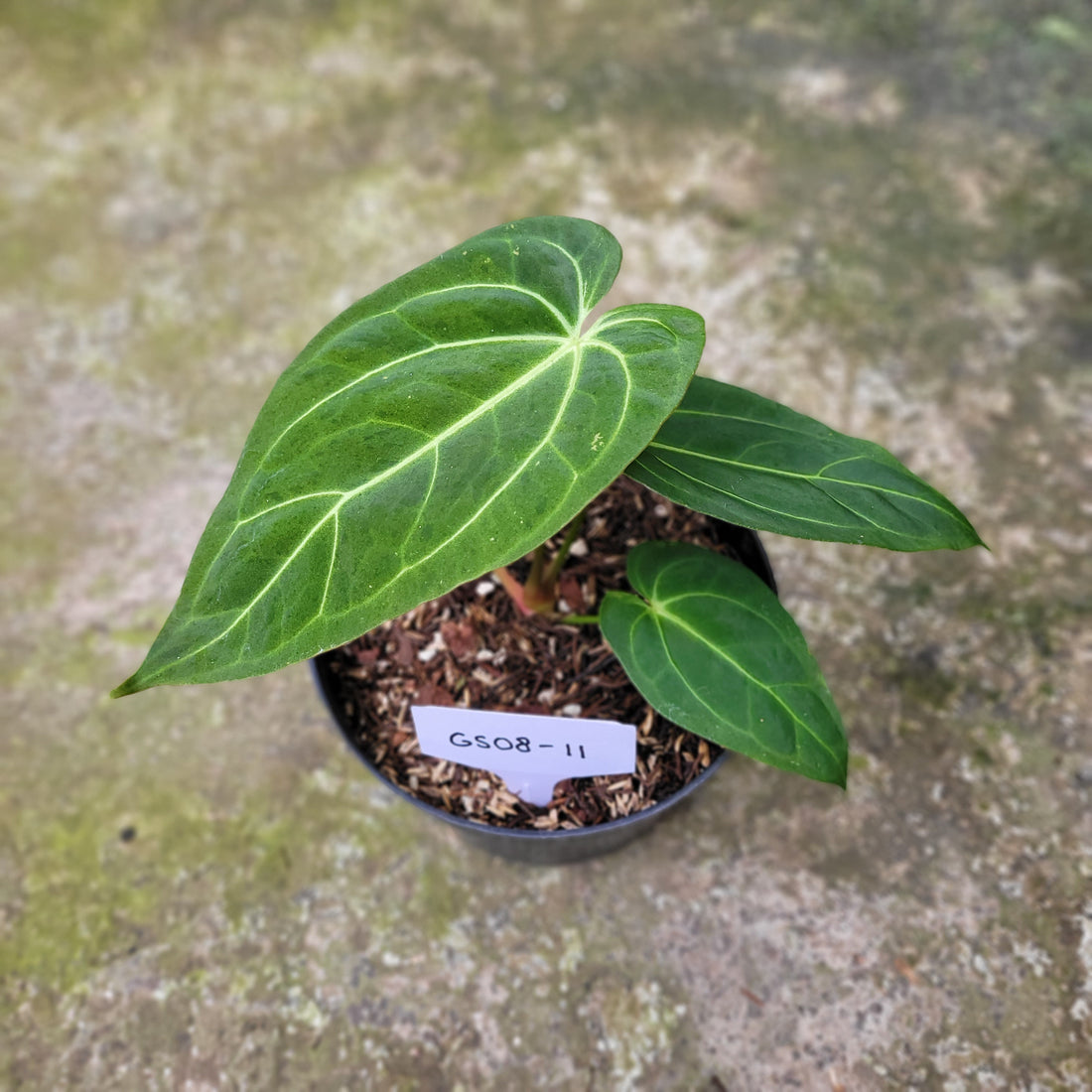 RP008-11 Anthurium Papillilaminum Mint