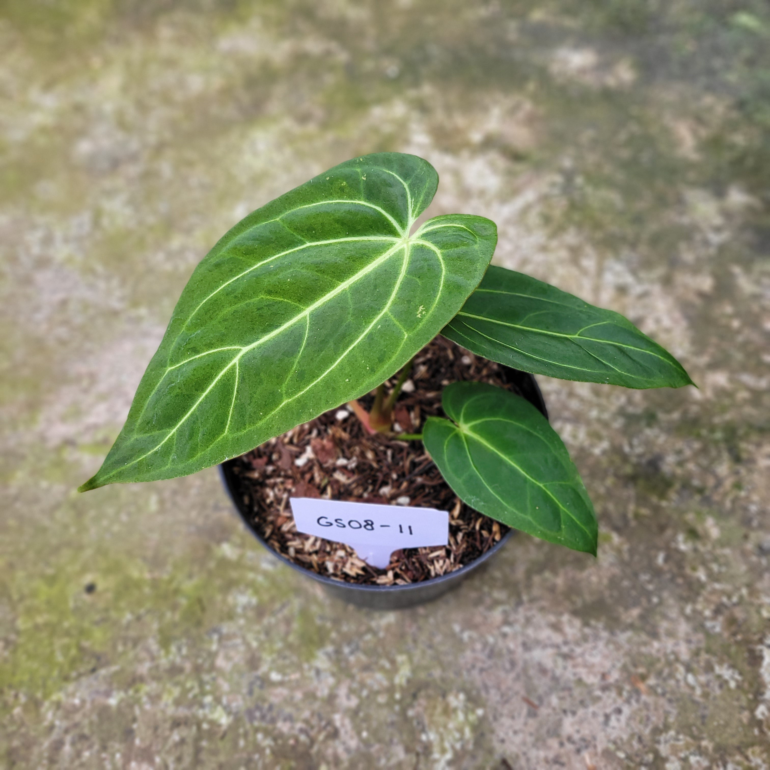 RP008-11 Anthurium Papillilaminum Mint