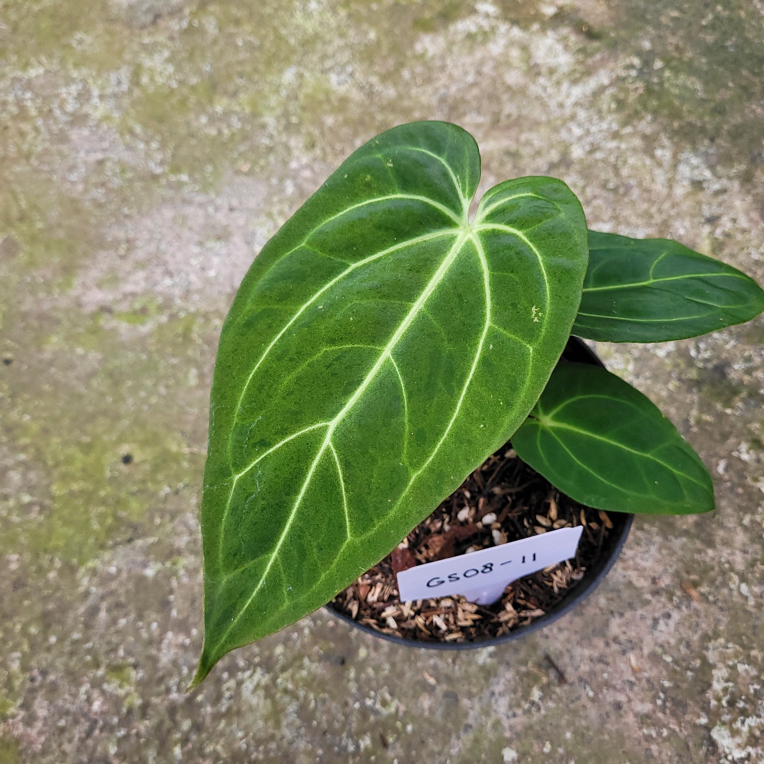 RP008-11 Anthurium Papillilaminum Mint