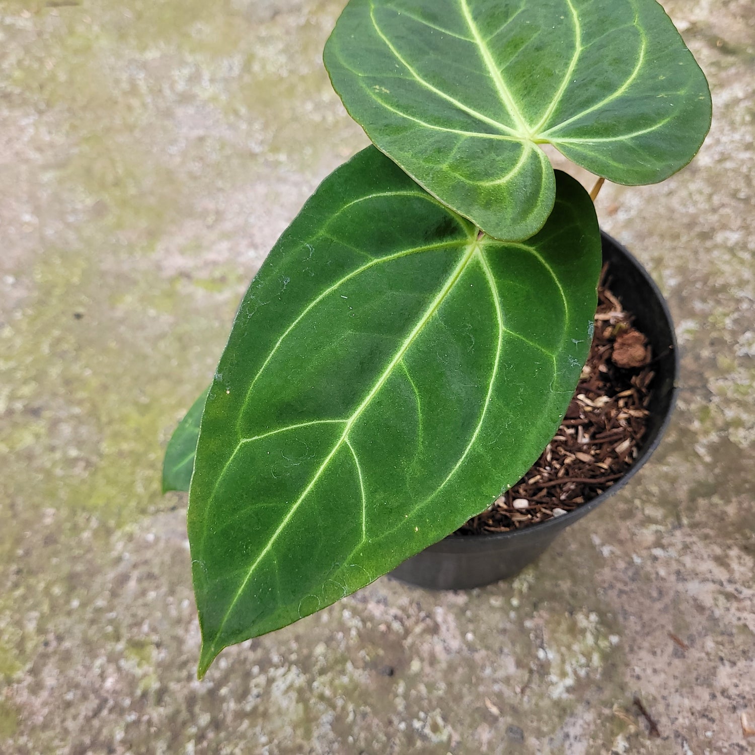 RP008-11 Anthurium Papillilaminum Mint