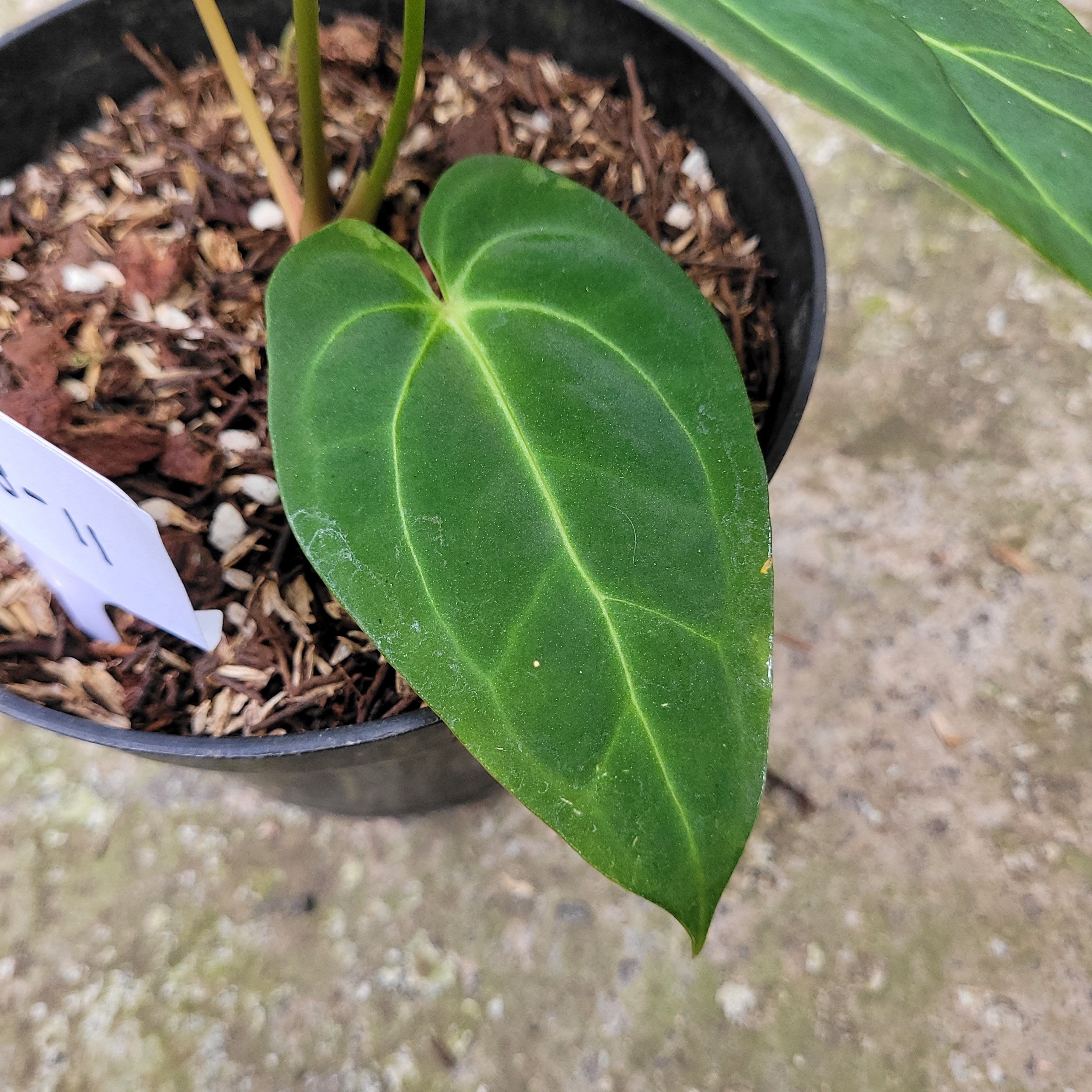 RP008-11 Anthurium Papillilaminum Mint