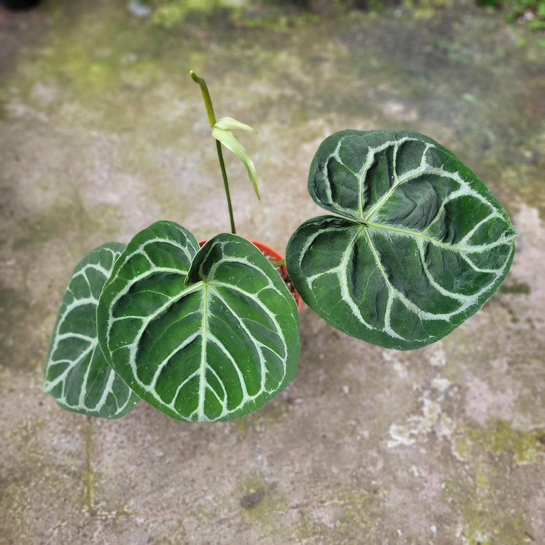 RP010-11 Anthurium Dorayaki Hybrid