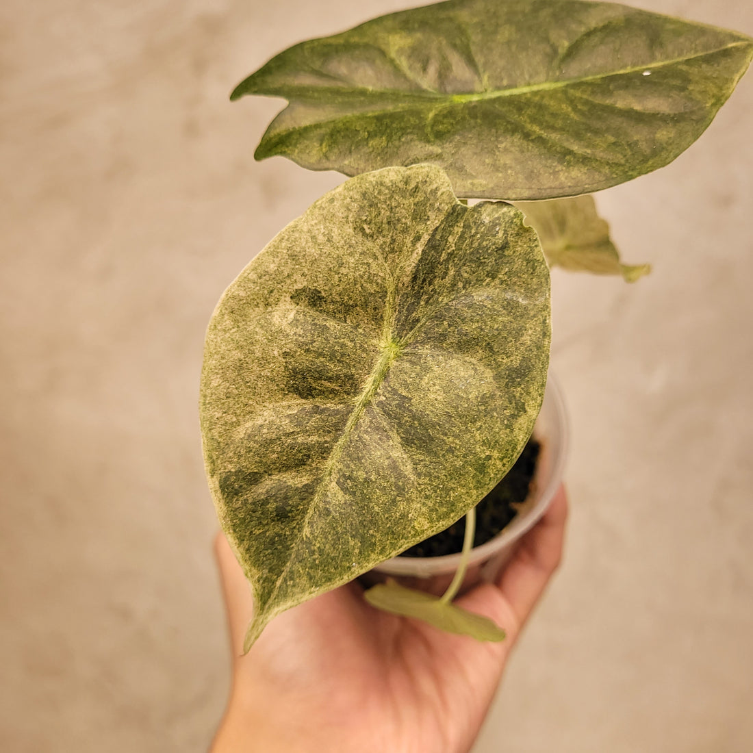 Alocasia Golden Bone Variegated