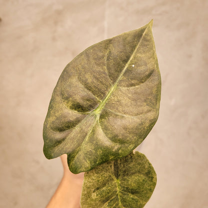 Alocasia Golden Bone Variegated