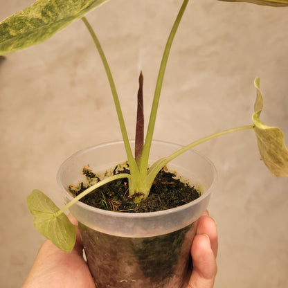 Alocasia Golden Bone Variegated