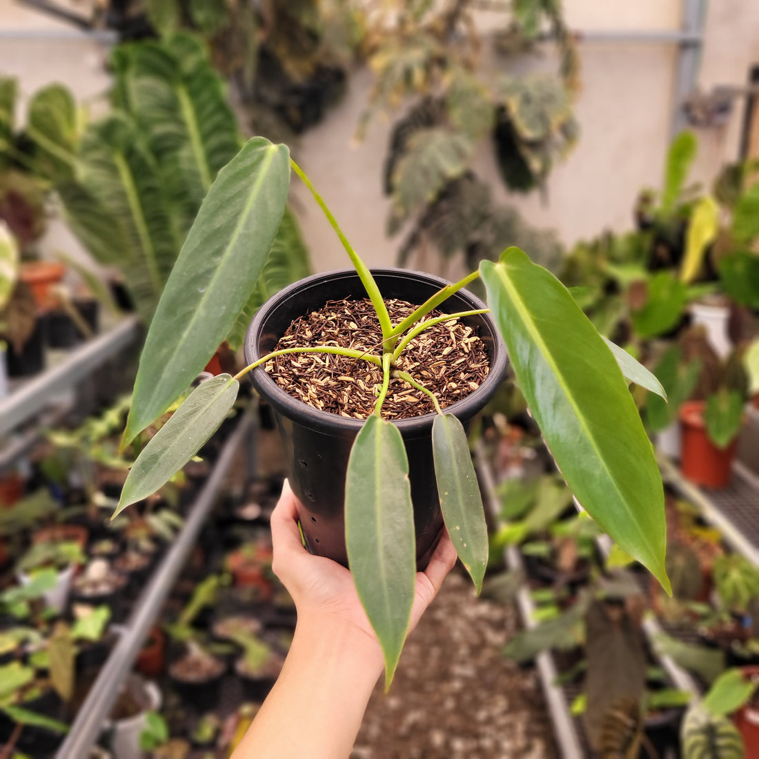 Philodendron Spiritus Sancti