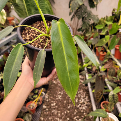 philodendron tuxtlanum red Philodendron Spiritus Sancti – Greenspaces.id