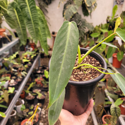 Philodendron Spiritus Sancti