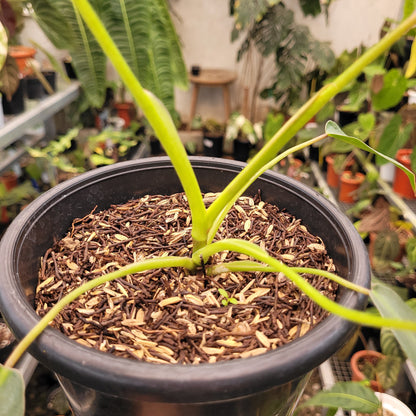 Philodendron Spiritus Sancti