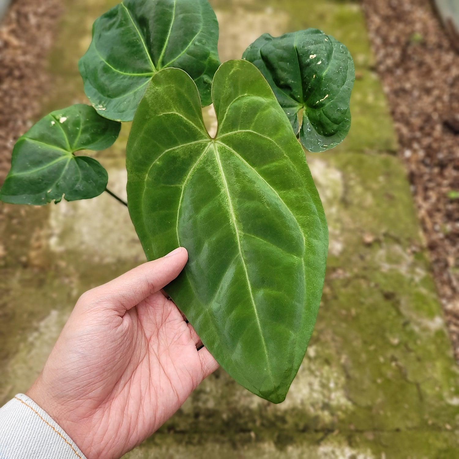 RP001-12 Anthurium Crystallinum x Dark Phoenix