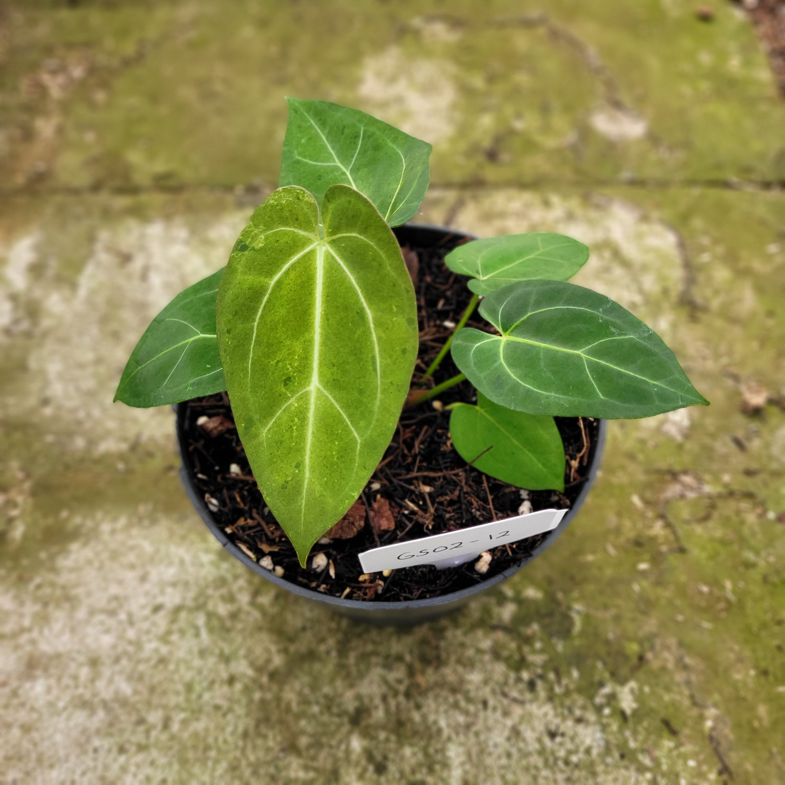 RP002-12 Anthurium Papililaminum Mint