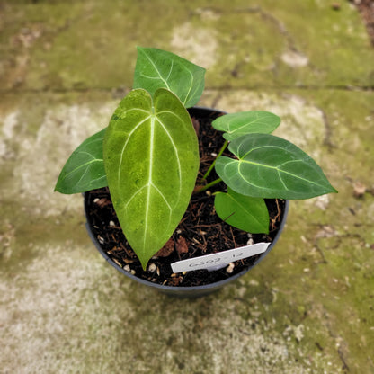 Anthurium Papillilaminum Mint