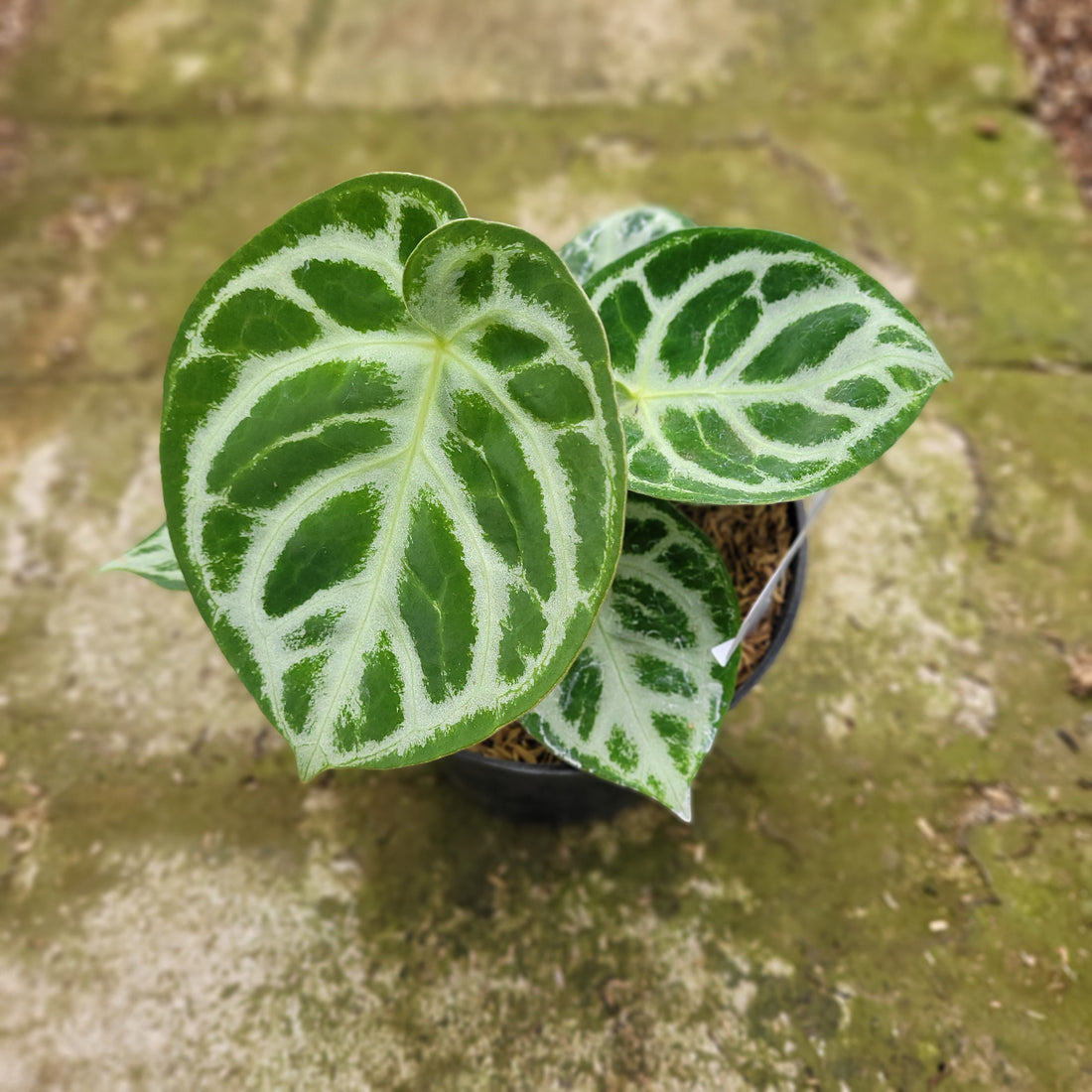 RP003-12 Anthurium Dorayaki Silver