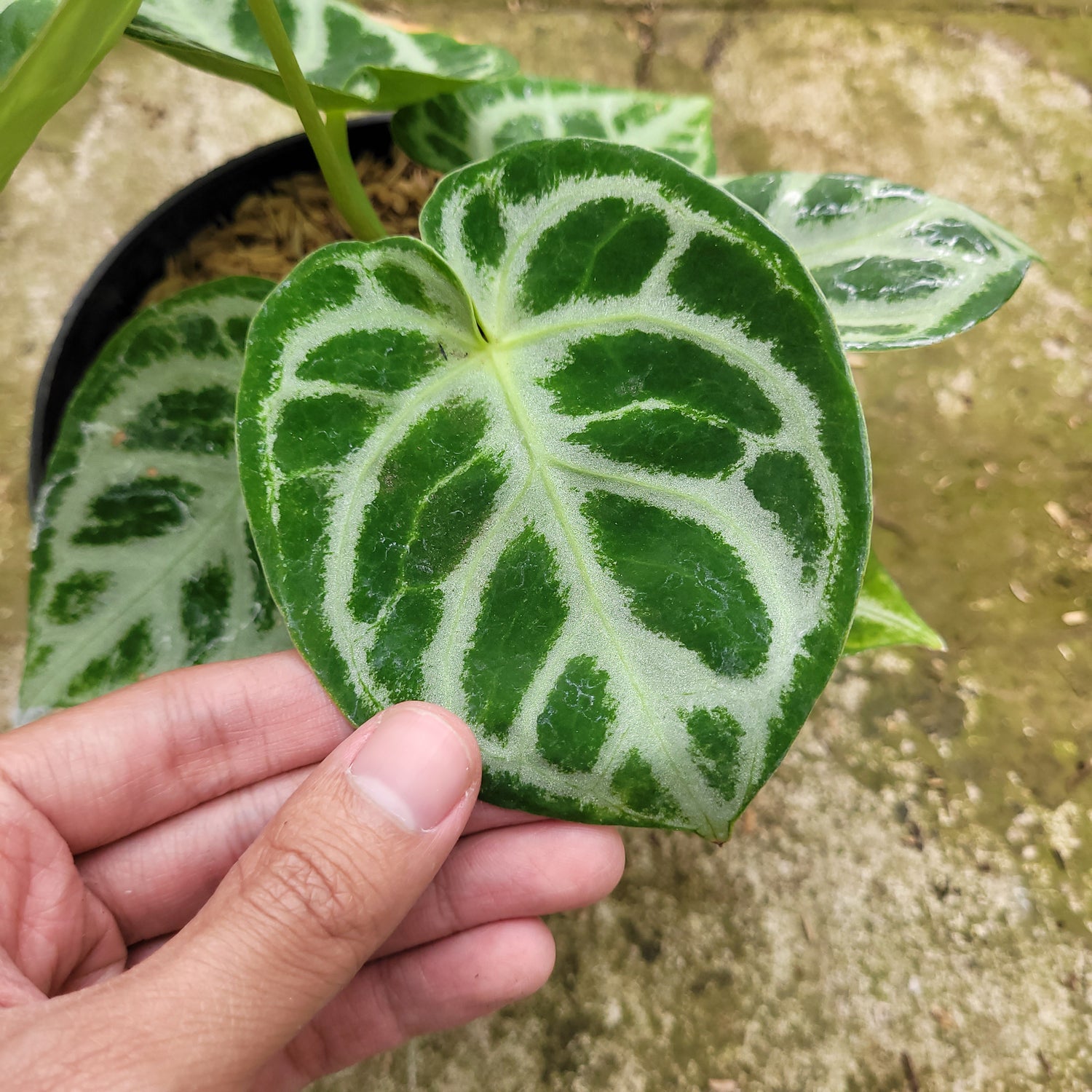 RP003-12 Anthurium Dorayaki Silver