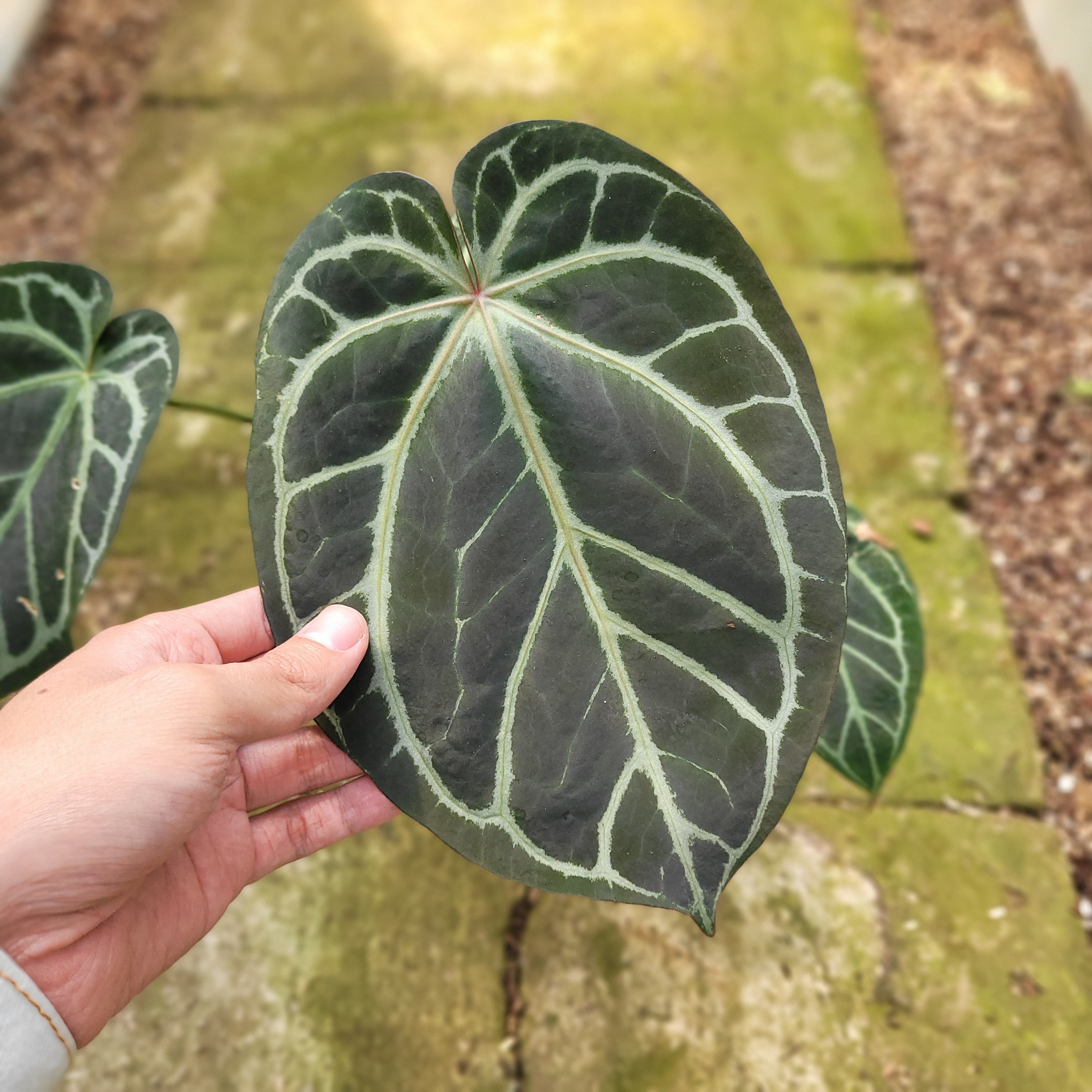 RP005-12 Anthurium Magnificum x Crystallinum