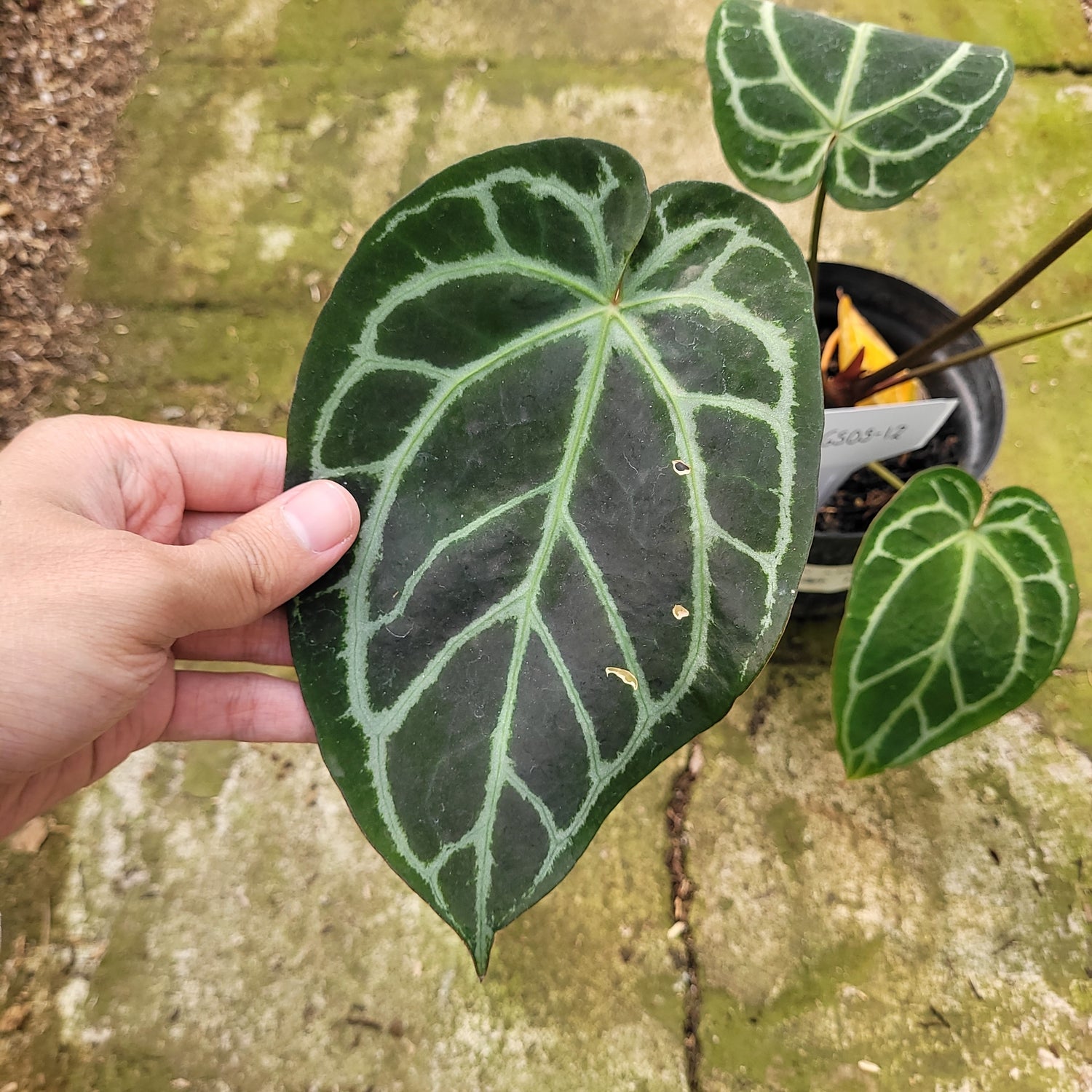 RP005-12 Anthurium Magnificum x Crystallinum