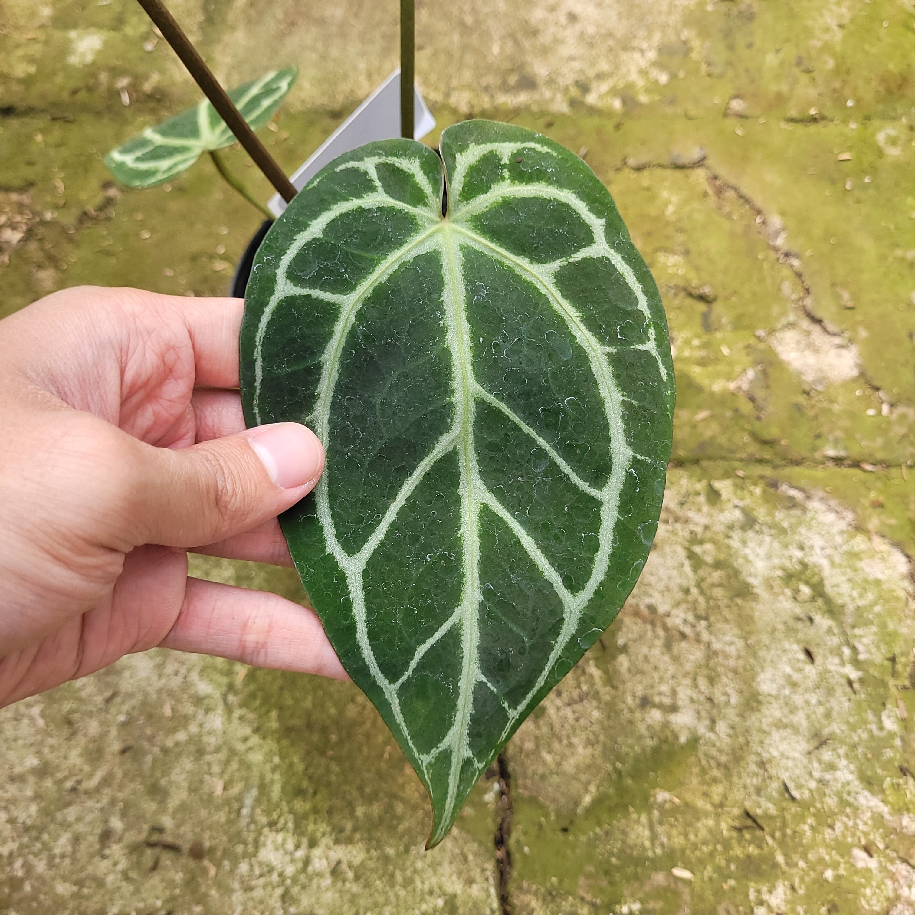 RP005-12 Anthurium Magnificum x Crystallinum