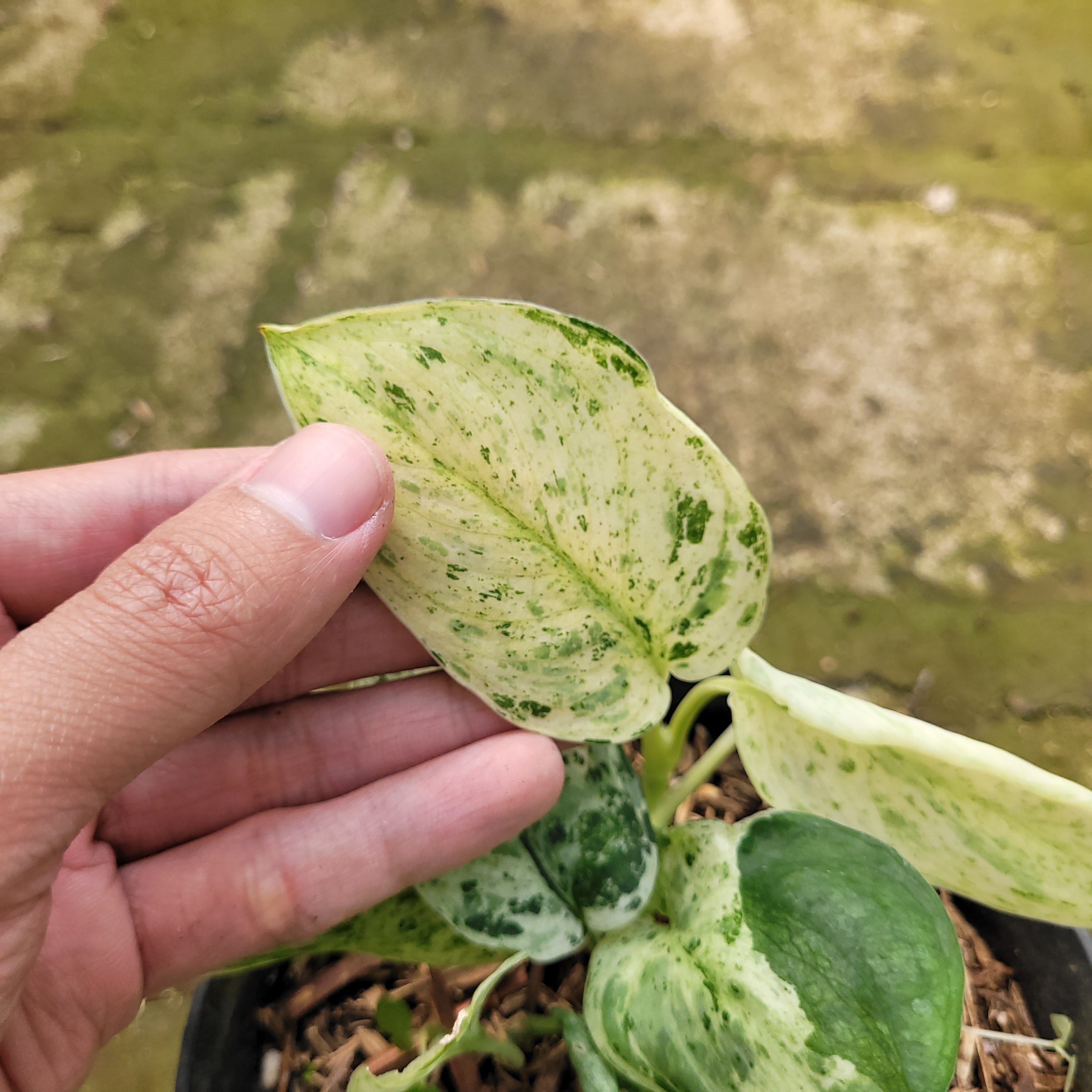 RP008-12 Scindapsus Marble Variegated