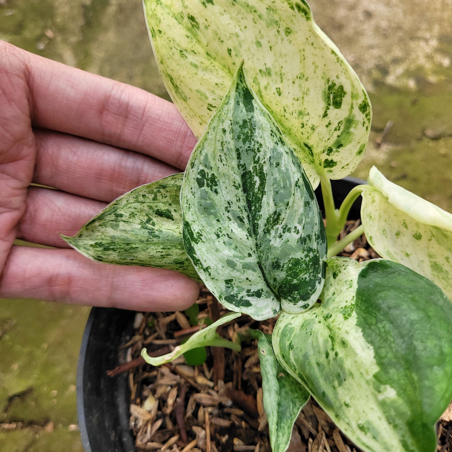 RP008-12 Scindapsus Marble Variegated