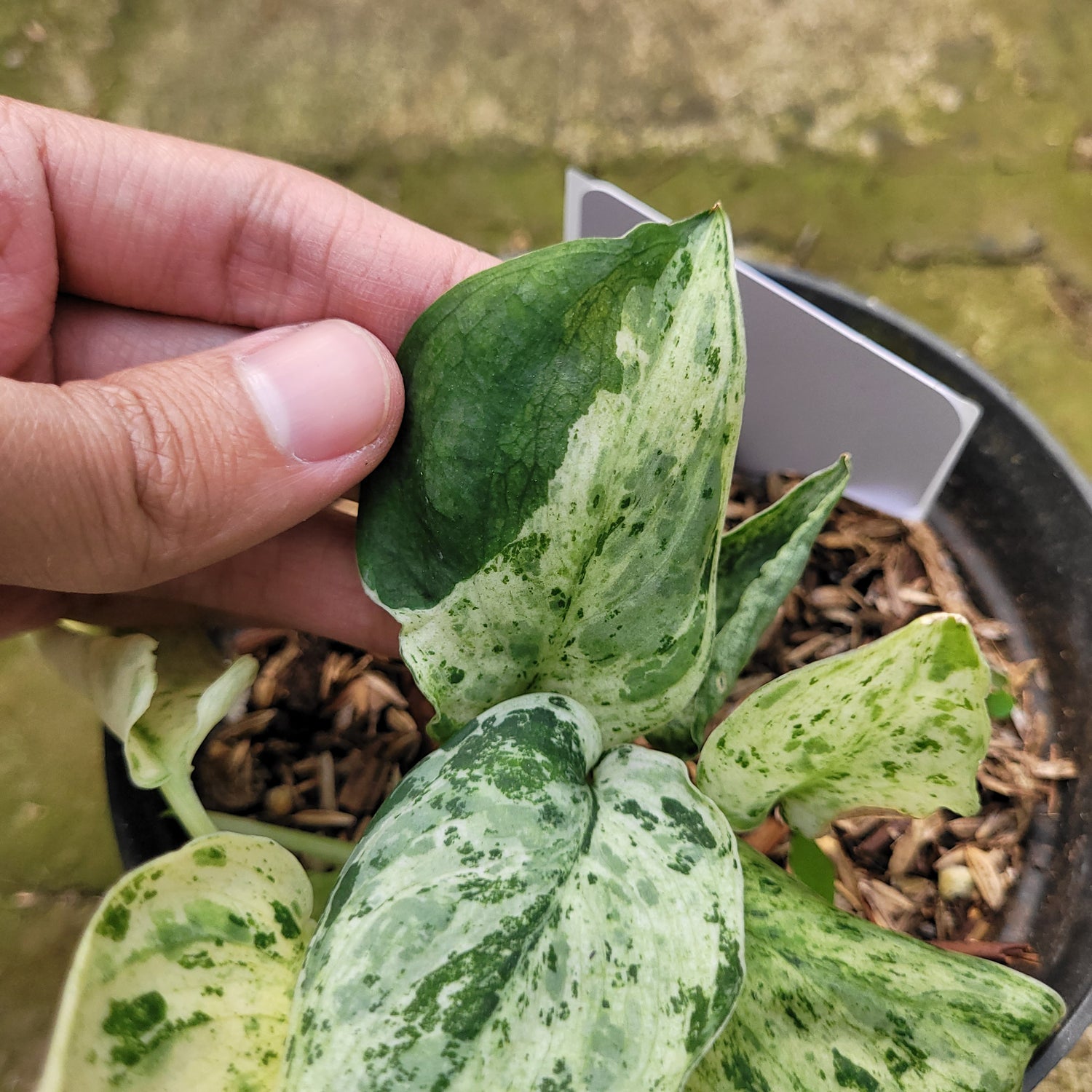 RP008-12 Scindapsus Marble Variegated