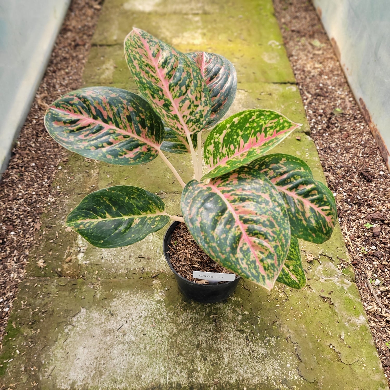 RP009-12 Aglaonema Big Papa