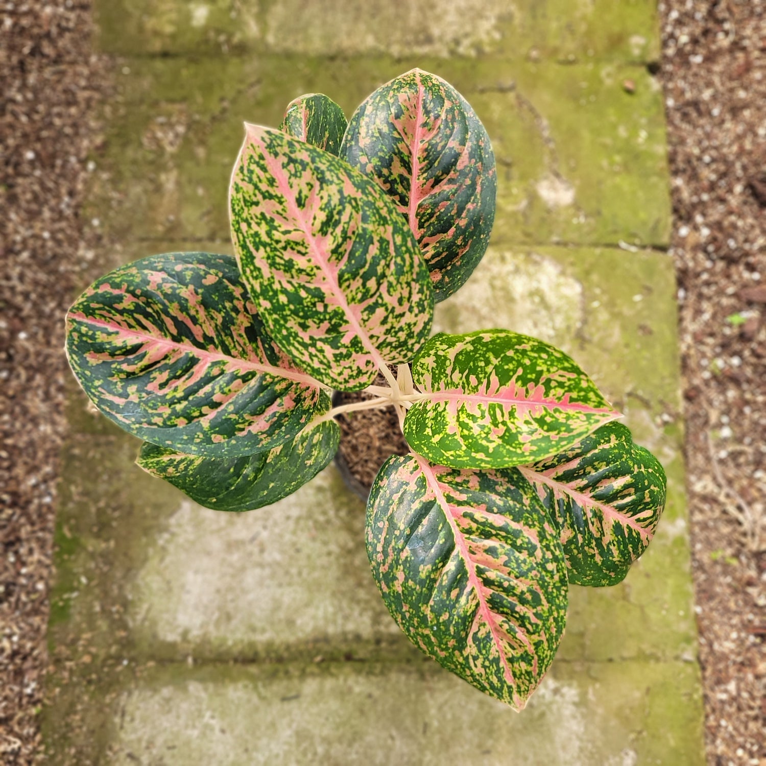 RP009-12 Aglaonema Big Papa