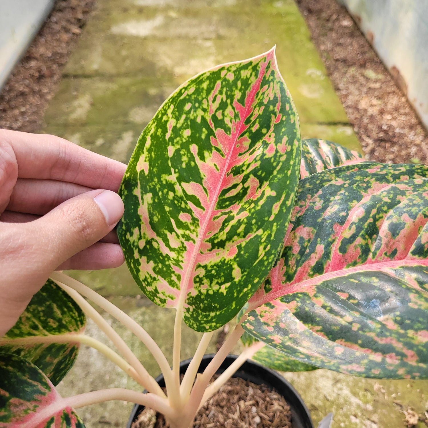 RP009-12 Aglaonema Big Papa