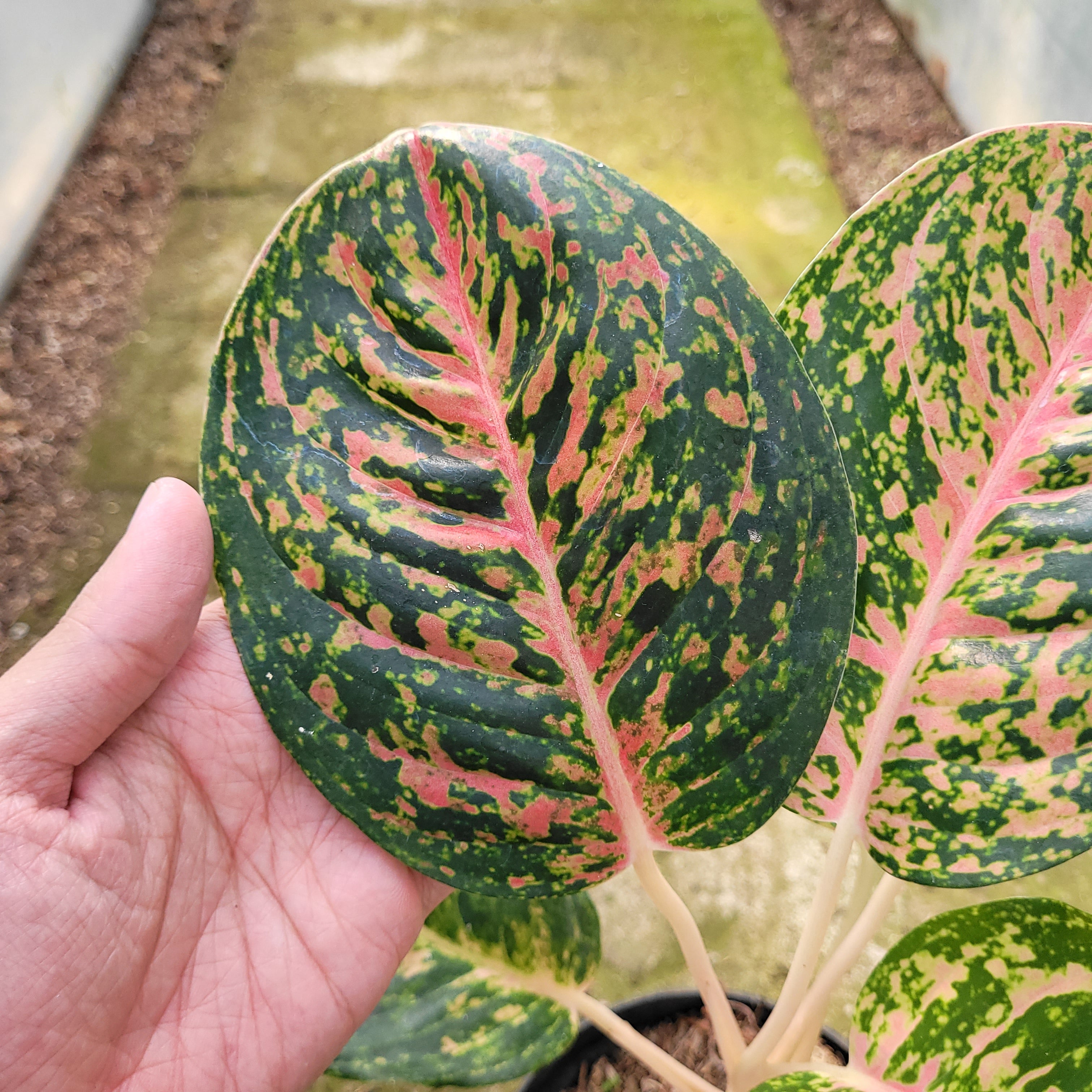 RP009-12 Aglaonema Big Papa