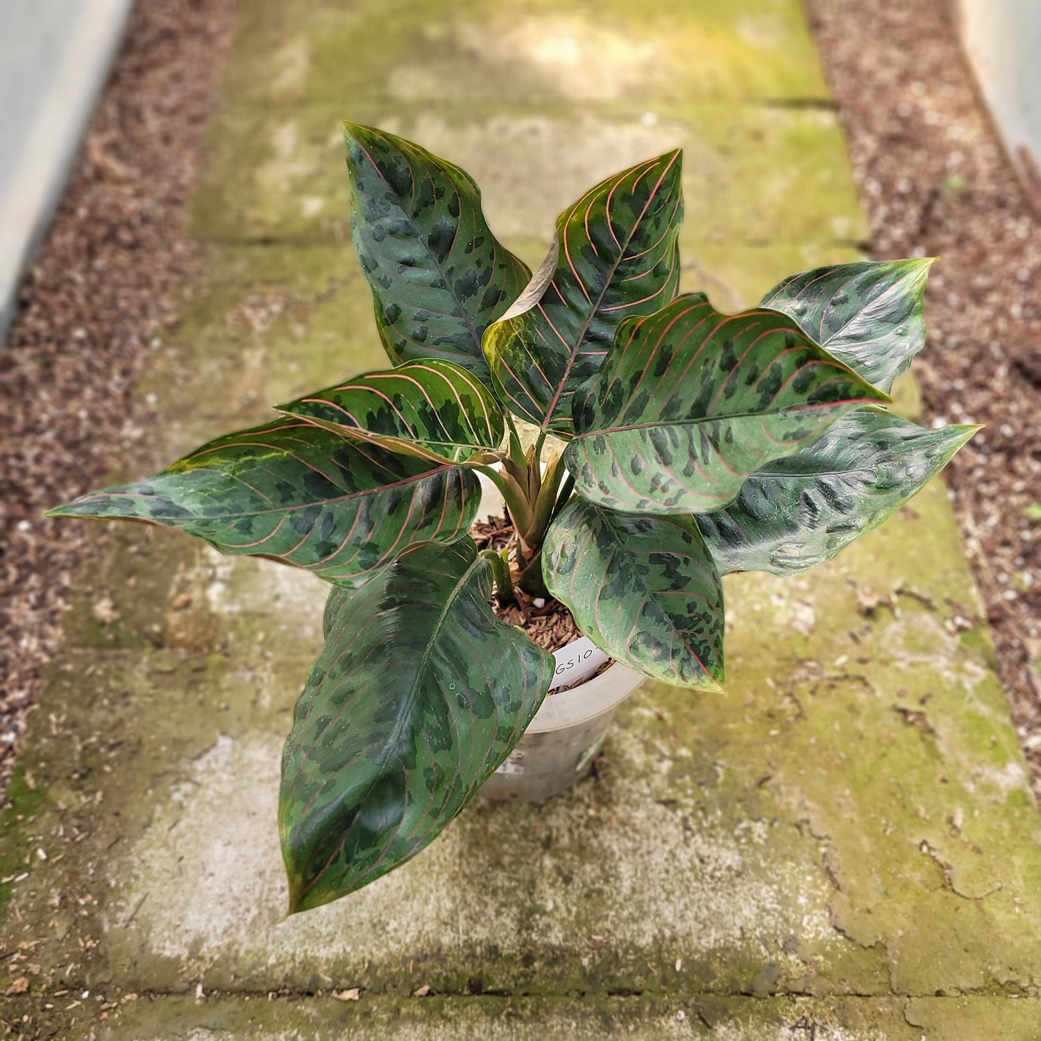 RP010-12 Aglaonema Red Army