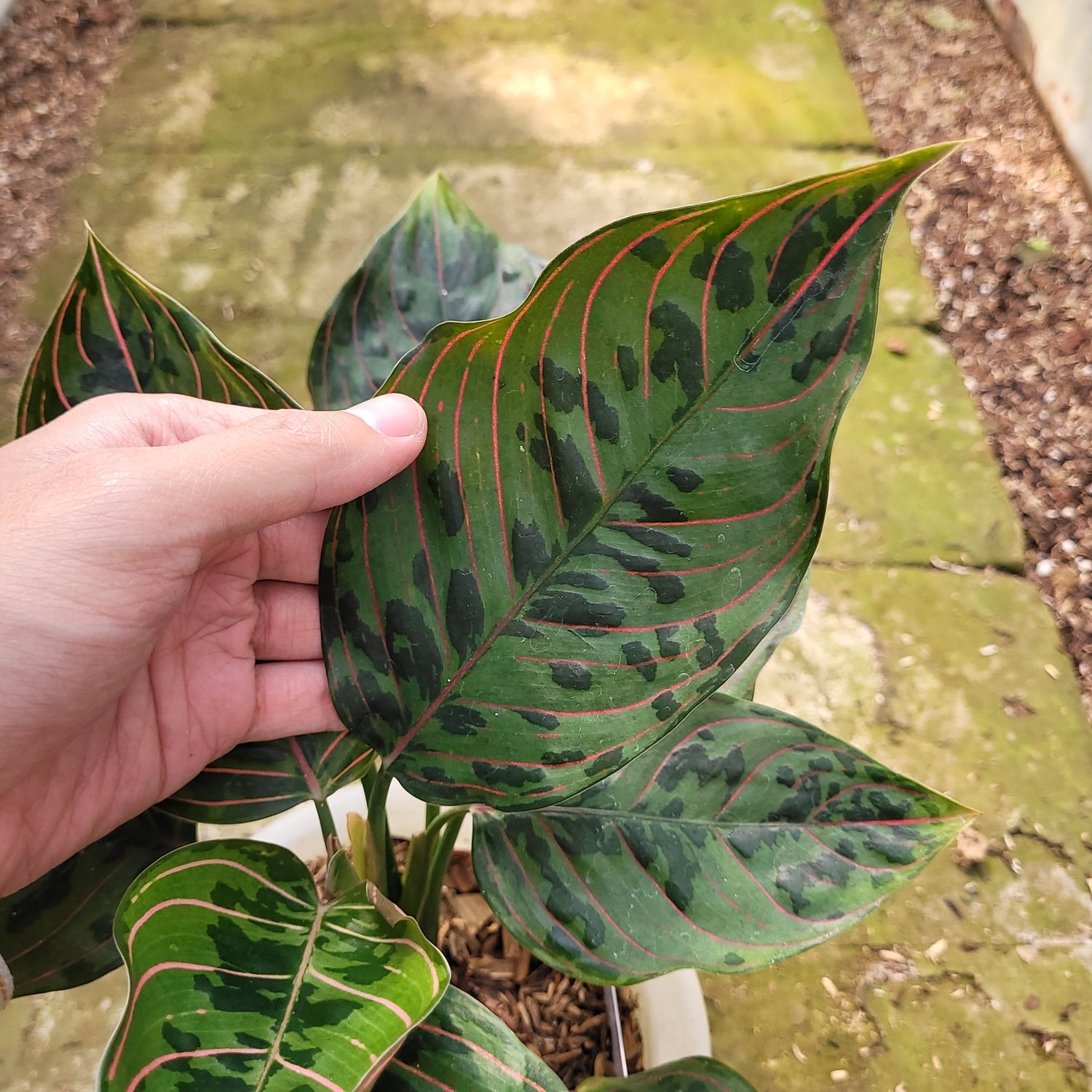 RP010-12 Aglaonema Red Army