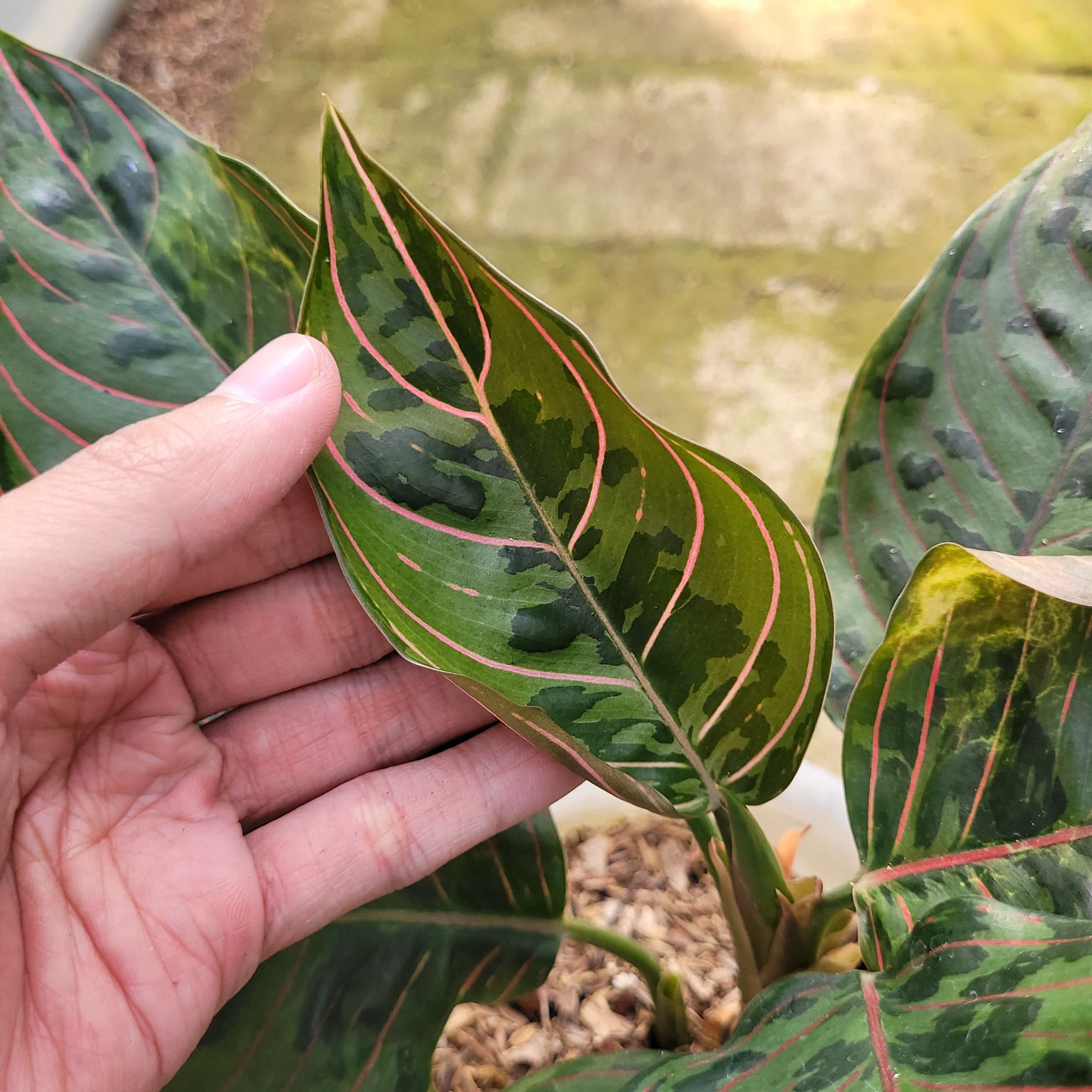 RP010-12 Aglaonema Red Army