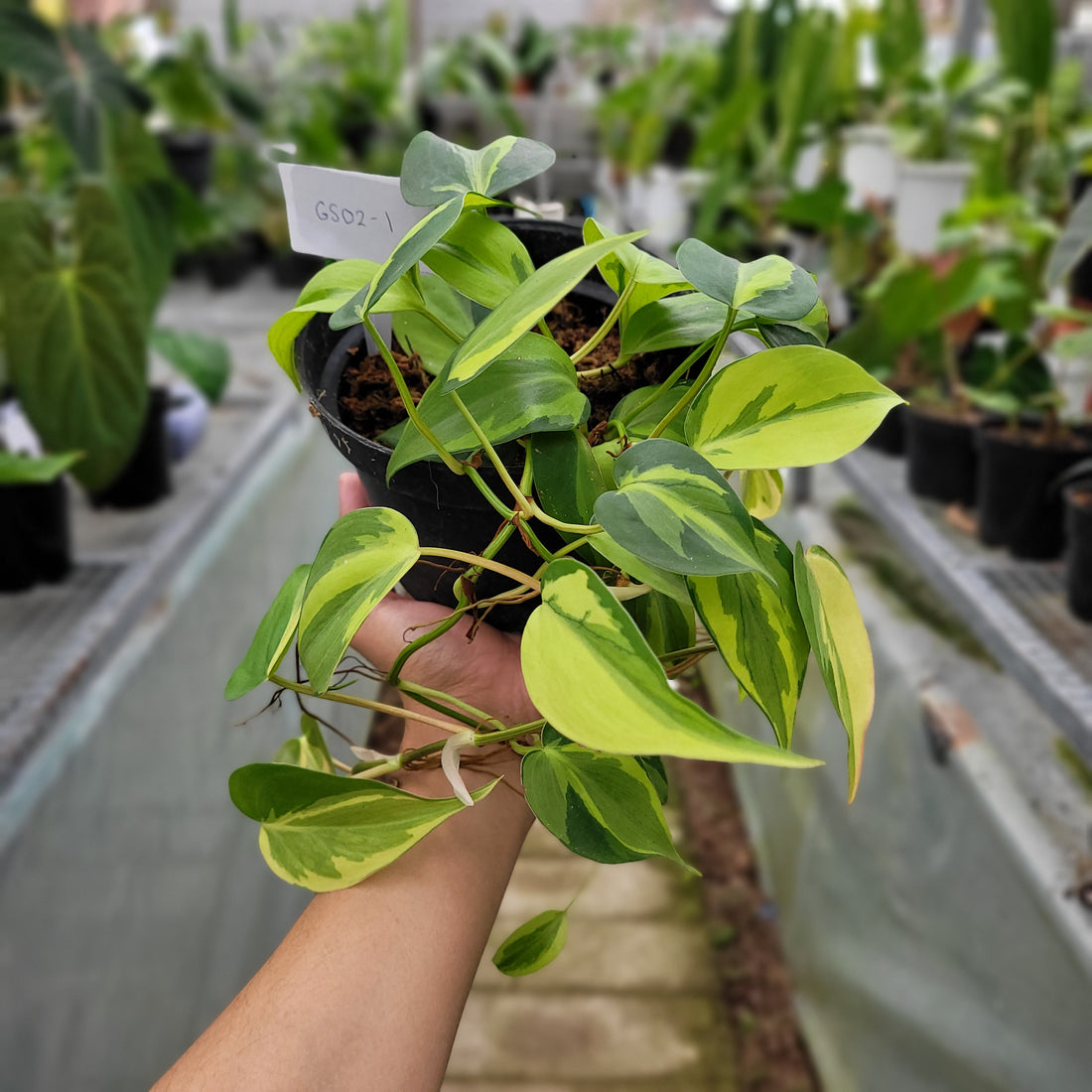 RP002-1	Philodendron Cream Splash