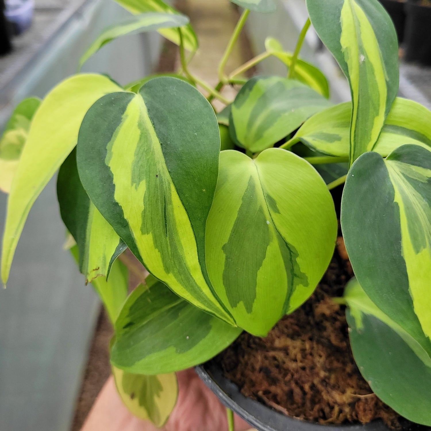 RP002-1	Philodendron Cream Splash