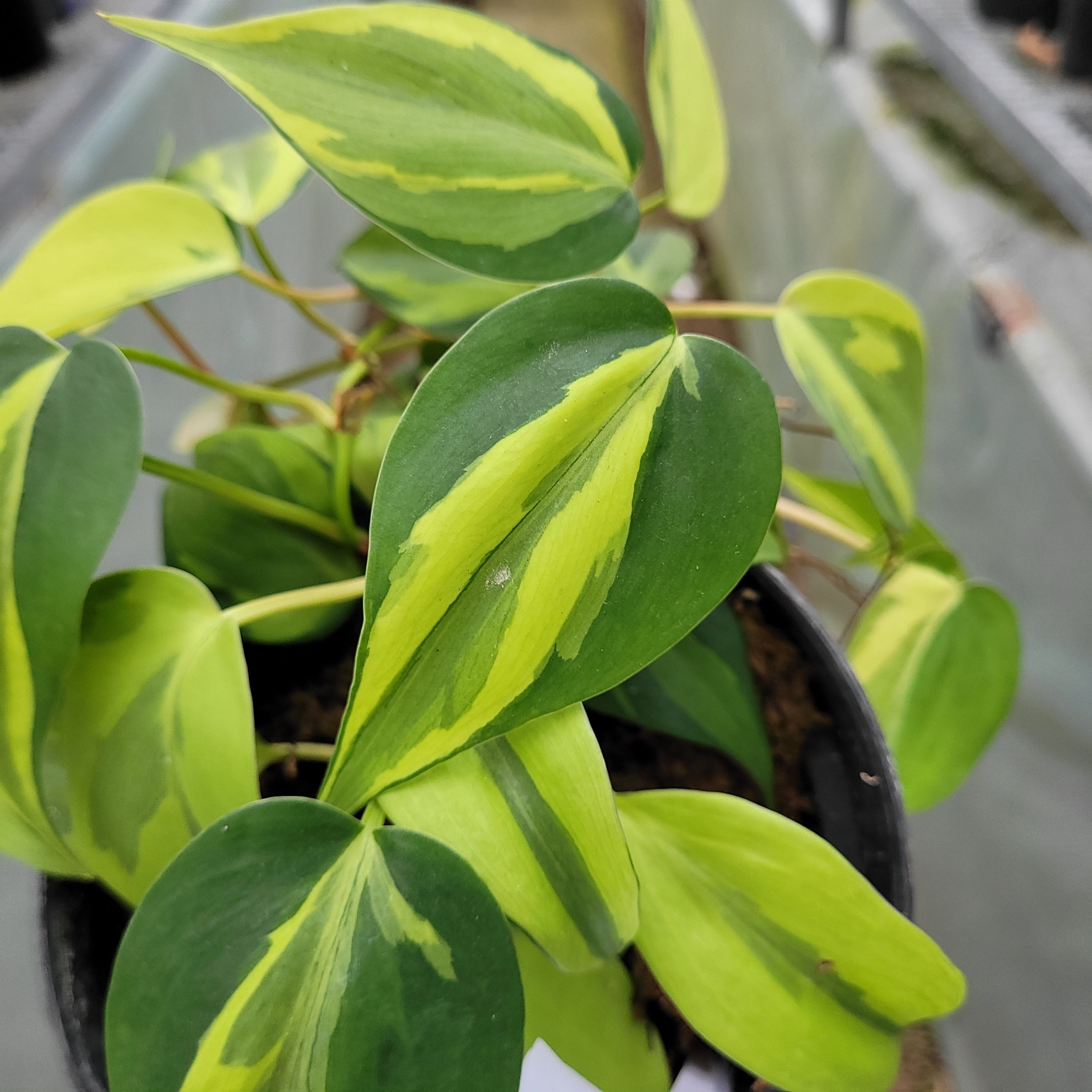 RP002-1	Philodendron Cream Splash