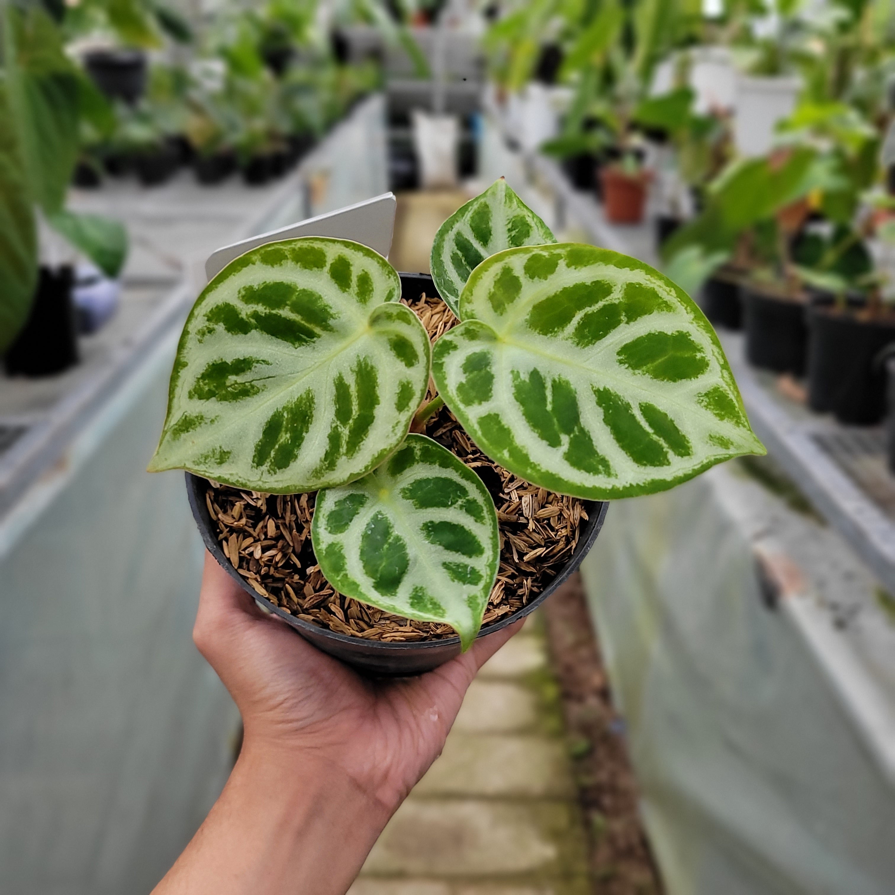 RP004-1	Anthurium dorayaki silver