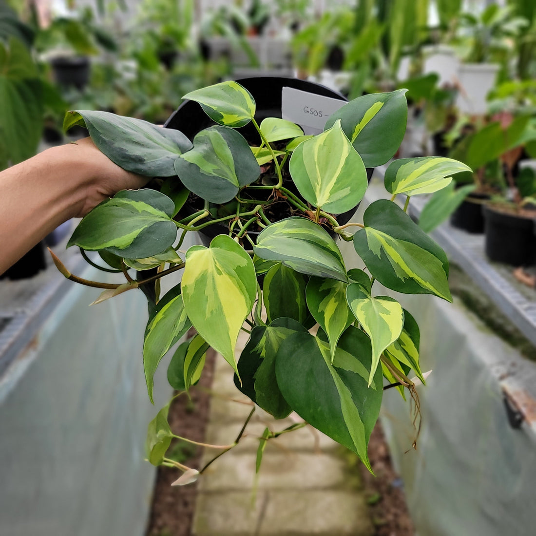 RP005-1	Philodendron Cream Splash