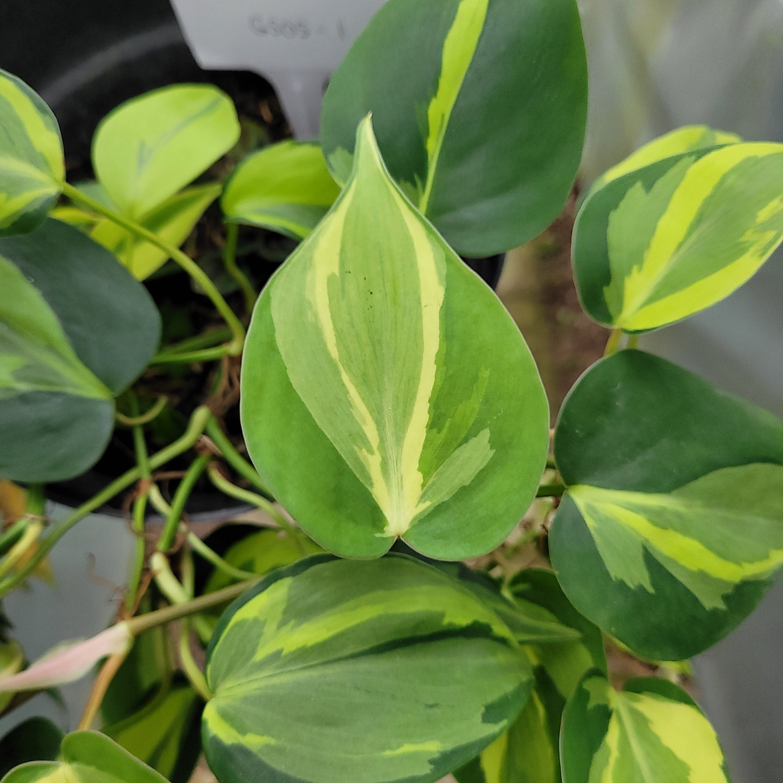 Philodendron Cream Splash