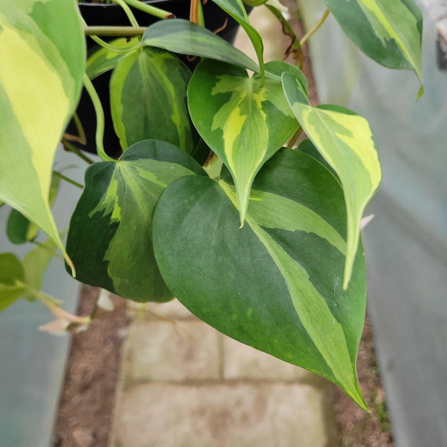 Philodendron Cream Splash