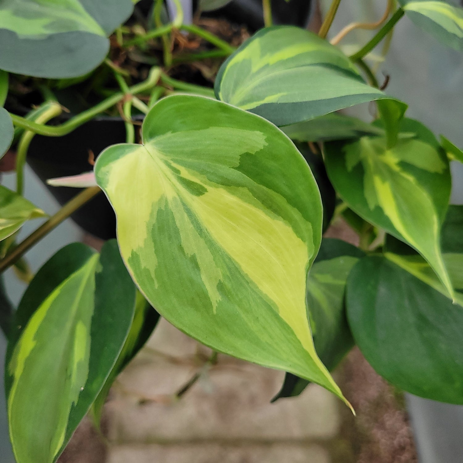 RP005-1	Philodendron Cream Splash